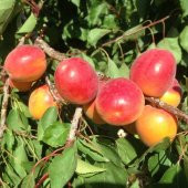 Tüplü Aşılı Bal Küpü Ziraat Şekerpare Sakıt-2 Kayısı Fidanı - 1