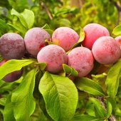Tüplü Aşılı Aromatik Verimli Formosa Japon Erik Fidanı - 1