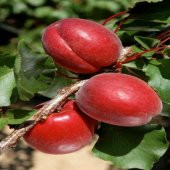 Tüplü Kırmızı Red Jewel Kayısı Fidanı Özel Üretim (5 adet) - 1