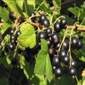 Tüplü Aromatik Goliath Ribes nigrum Siyah Frenk Üzümü Fidanı - 1