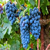 Tüplü Meşhur Şaraplık Merlot Üzüm Fidanı - 1