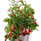 Tüplü Bonsai İçin Uygun Cüce Süs Narı Fidanı - 1