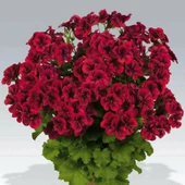 Clarion Dark Red Koyu Kırmızı  Çiçekli Sardunya Canan Çiçeği Fidesi (1  Adet) - 1
