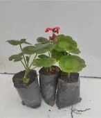 Sardunya Çiçeği Fidanı Kırmızı 3 Adet Saksılı 10-20 cm thumbnail 1