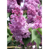 Kokulu Leylak Çiçeği Fidanı 1 Adet Saksılı 30-60 cm (Syringa) - 1