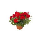 Venedik Kırmızı Sardunya Çiçeği Fidesi Fidanı 10-20 cm thumbnail 1