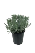 Lavanta Fidanı 4 Adet 15-25 cm Intermedia 1 Yaşında - 1