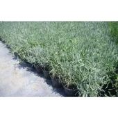 DarkOrchid Moru Lavanta Fidanı 2 Adet 30-40 Cm (Lavandula Intermedia) thumbnail 2