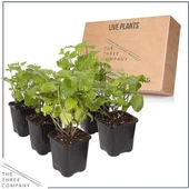 Nane Lavanta Fidanı Ikili Set 10-20 cm Potted Mint Lavender Set of Two thumbnail 2