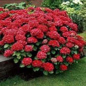 2 YAŞ SAKSIDA KIRMIZI ORTANCA ÇİÇEĞİ 50-70 CM thumbnail 1