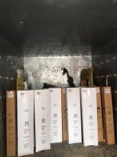 2 YAŞ SAKSIDA KIRMIZI ORTANCA ÇİÇEĞİ 50-70 CM thumbnail 2