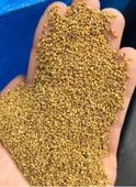 TOHUMLUK YONCA (25 KG) - 1