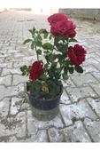 Kırmızı Yediveren Aşılı Gül Fidanı Saksıda 10-20 cm thumbnail 1