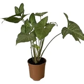 Salon Sarmaşığı Melek Kanadı Syngonium Podophyllum 10-20 cm - 1