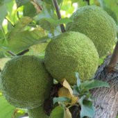 Tüplü Yalancı Portakal (Ayı) Ağacı (Maclura Pomifera) Fidanı - 1