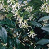 Tüplü Yoğun Kokulu Parfüm Çiçeği Sarcococca Fidanı - 1