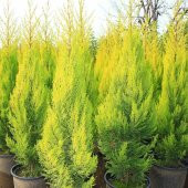 Tüplü Limoni Servi (Goldcrest) Fidanı 10-30 Cm - 1