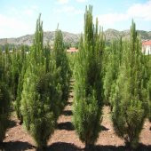 Tüplü Karaçam Ağacı Fidanı-5 Yaşlı (100-140 cm) - 1