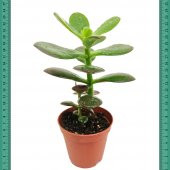 Bonsai İçin Uygun Crassula Ovata Minor Feng Shui (Mini Saksıda) - 1