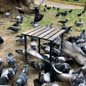 Bag The Joy 40x40x40 cm Ahşap Katlanır Kamp ve Piknik Masası - Antrasit - 7