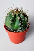 Şapkalı kaktüs Melocactus Matanzanus 12 cm kırmızı saksıda thumbnail 2
