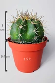 Şapkalı kaktüs Melocactus Matanzanus 12 cm kırmızı saksıda thumbnail 5
