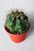 Şapkalı kaktüs Melocactus Matanzanus 12 cm kırmızı saksıda thumbnail 3