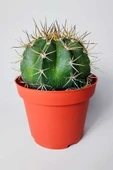Şapkalı kaktüs Melocactus Matanzanus 12 cm kırmızı saksıda thumbnail 1