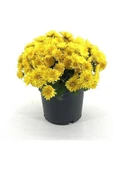 Sarı Kasımpatı Krizantem Chrysanthemum Saksılı 15-20 cm thumbnail 1