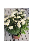 Beyaz Kasımpatı Krizantem Chrysanthemum Saksılı 10-20 cm thumbnail 1