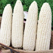 Ata Tohum Geleneksel Hickory King White Beyaz Süt Mısırı Tohumu(5 tohum) - 1