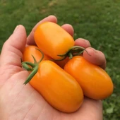 Basık Etli Nova Grape Domates Tohumu (15 tohum) - 1