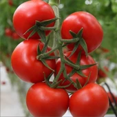 Bt Serenay F1 Hibrit Sırık Salkım Domates Tohumu (10 Tohum) thumbnail 1