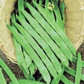 Doğal Helda Taze Fasulye Tohumu (Sırık-Geniş)(20 Tohum) - 1