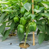 Geleneksel Yeşil Kaliforniya Tatlı Dolmalık Biber Tohumu (70 Tohum) - 1