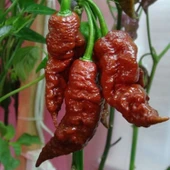 Ata Tohum Geleneksel Leviathan Scorpion Biber Tohumu (10 Tohum) thumbnail 1