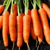 ByKurt Sunagri Nantes Havuç Tohumu - A Vitamini Deposu Küt Uçlu ve Yumuşak Dokulu - 3