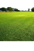 Çim Tohumu 1 Kg. Dinamik 6m Dayanıklı Yoğun Basılan Alanlar Için Ideal Çim Tohumu thumbnail 4