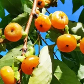 Tüplü Nadir Date Plum Yüksek Aromalı Mini Meyveli Bebek Trabzon Hurması Fidanı - 2