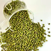 Geleneksel Ata Tohumları Maş Fasulyesi Tohumu (20 tohum) thumbnail 1