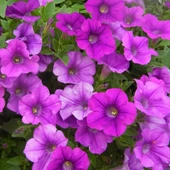 Ata Tohumları Gelneksel Mor Saksılık Purple Petunya Çiçeği Tohumu(100 tohum) - 1