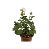 Kum Beyaz Sardunya Çiçeği Fidesi 10-20 cm thumbnail 2