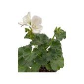 Kum Beyaz Sardunya Çiçeği Fidesi 10-20 cm thumbnail 1