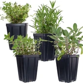 Kekik Nane Fidanı Ikili Set 10-20 cm Richly Fragrant Thyme Mint Double Set thumbnail 2