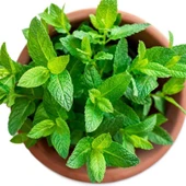 Tıbbi Aromatik Bitki Seti Kekik Nane Itır Fidanı 3 Lü Set 10-20 Cm thumbnail 6