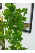 DDTREND Ahşap Çerçeve Raflı Saksıda Sarkan Yeşil Hadera Yaprağı 5 Dal Sarmaşık Yapay Çiçek - 4