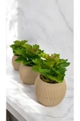 DDTREND Yapay Kaktüs Echeveria Rosea Enrica Sukulent 3'Lü Bej Saksılı Kırmızılı Yeşil Renk 11 cm. - 1