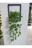 DDTREND Ahşap Çerçeve Raflı Saksıda Sarkan Yeşil Beyaz Zebrina Yapraklı 5 Dal Sarmaşık Yapay Çiçek - 4
