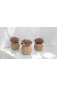 DDTREND Yapay Kaktüs Sempervivum Tomentosum Sukulent 3'Lü Bej Saksılı Mor Renk 11 cm. thumbnail 5