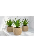 DDTREND Yapay Kaktüs Haworthia Limifolia Sukulent 3'Lü Bej Saksılı Yeşil Renk 16 cm. - 3